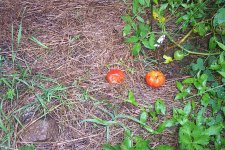 Tomatoe1.jpg