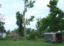 sycamore.jpg