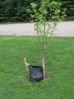 tree_Watering 006.jpg