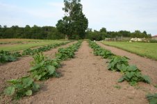 pumpkins-jacko-jul21.jpg