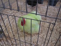 IMG_0796.JPG