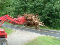 stump04.jpg