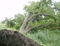 Storm June 18 2009 013.jpg