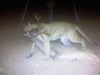 Mountain lion.jpg