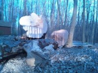 trees1.jpg