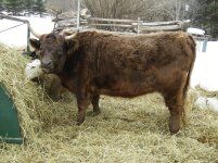 minimoo.jpg