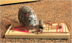 mouse1.jpg