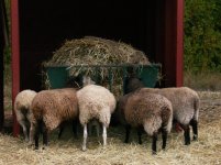 sheep.jpg