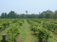 grapes42002.jpg