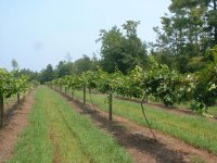 grapes72002.jpg