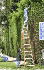 funny-hedge-trim-pic.gif