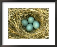 Bluebird nest.jpg