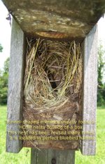 sparrow nest.jpg