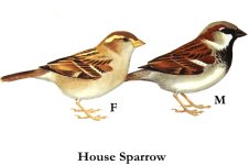 house_sparrow.jpg