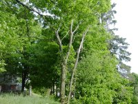Elm Down 001.JPG