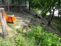 Elm Down 002.JPG