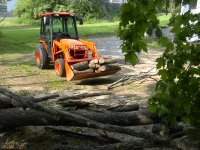 Elm Down 003.JPG