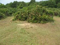 IMG_4239_small.jpg