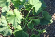 gourd-jul-31.jpg