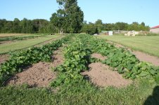 pumpkins-jul31.jpg