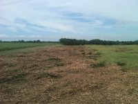 cedar tree clearing.jpg