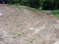 garden2.jpg