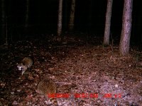 coons a 242.jpg