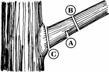 ThreeCutLimbPruning.jpg