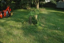 stump_before.JPG