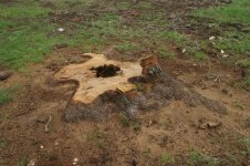 2009 - Stump Grinding 2_resize.JPG