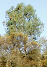 33-139042-TreeBlowup.jpg