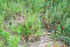 8-194355-Cellphonefoundinswamp-1024.jpg