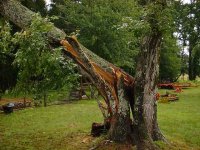244489-tree2.JPG