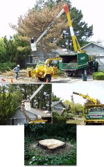 6-74715-TreeRemove.jpg