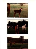 6-141274-ranch.jpg