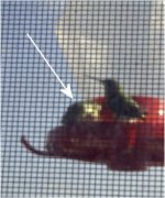 6-195498-frog.JPG