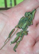 293509-worm.jpg