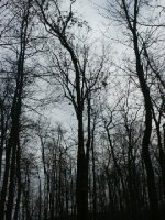 245532-Tree (6a).JPG