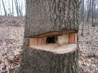 245548-Tree (10a).JPG
