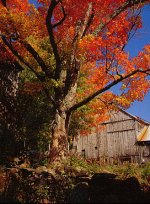 35-75091-Foliage2.jpg