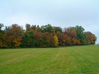 35-75171-foliage.jpg