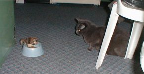 6-196368-squirll.jpg