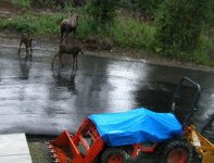 294123-BotaMoose.JPG