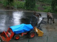 294577-BotaMoose2.JPG