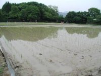 247104-Ricepaddy.jpg