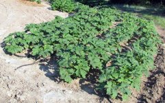 Okra at 60 days.jpg