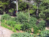 Tomato-Peppers-Herbs.jpg