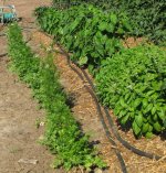 Cilantro-Basil.jpg