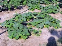 CucumberBlooms.jpg