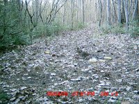 grouse1.JPG